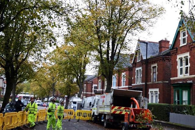 Tree felling works are currently on hold across Sheffield.