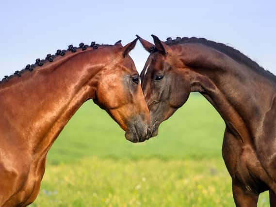 We live and breathe horses and love nothing more than sharing advice with our customers who we know share our passion.