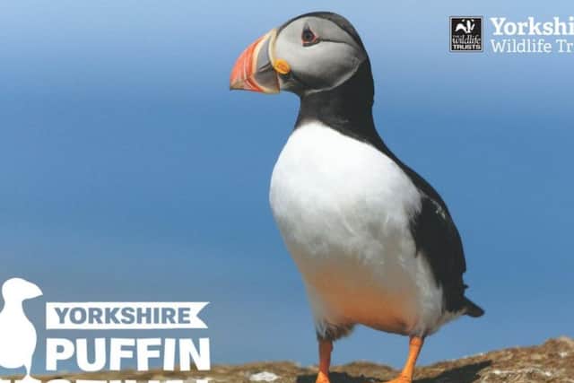 The Yorkshire Puffin Festival has a family-friendly programme of events