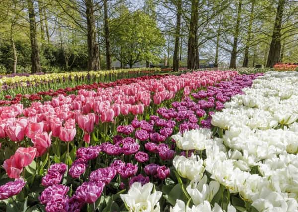 The world famous-Keukenhof tulip gardens  a must-see in springtime.