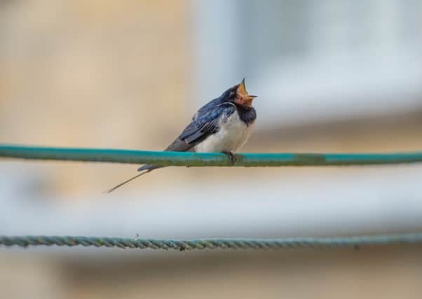 Swallows have been among the smaller species of birds that have been later to arrive in Britain for the warmer weather.