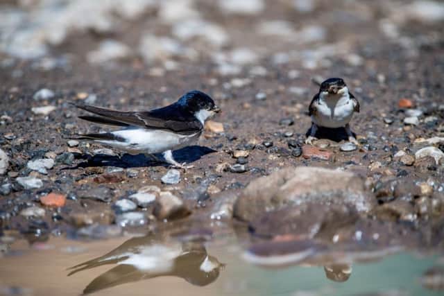 House Martins are common summer migrants but they too have been reported to be slower to arrive on these shores. Picture by James Hardisty.